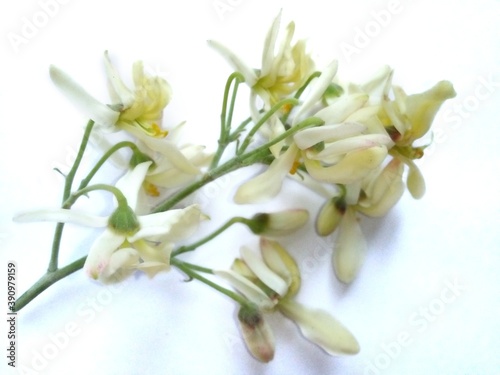 Moringa leaves and flowers (Moringa oleifera) Moringa powder capsules Isolated on a white background Moringa powder for making tea(herbs) 