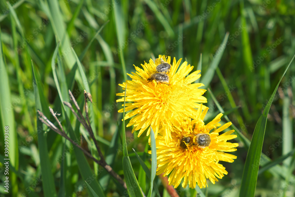 Beetles crawl over a dandelion flower. Flowers and insects. Tropinota hirta. Close-up of Tropinota hirta or Epicometis hirta beetle on a dandelion flower. Hairy Beetle. Beetles crawl over a dandelion flower. Flowers and insects. Tropinota hirta. Close-up of Tropinota hirta or Epicometis hirta beetle on a dandelion flower. Hairy Beetle.