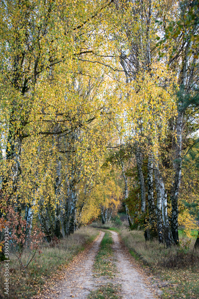 Herbstlich verfärbte Birken an einem Waldweg