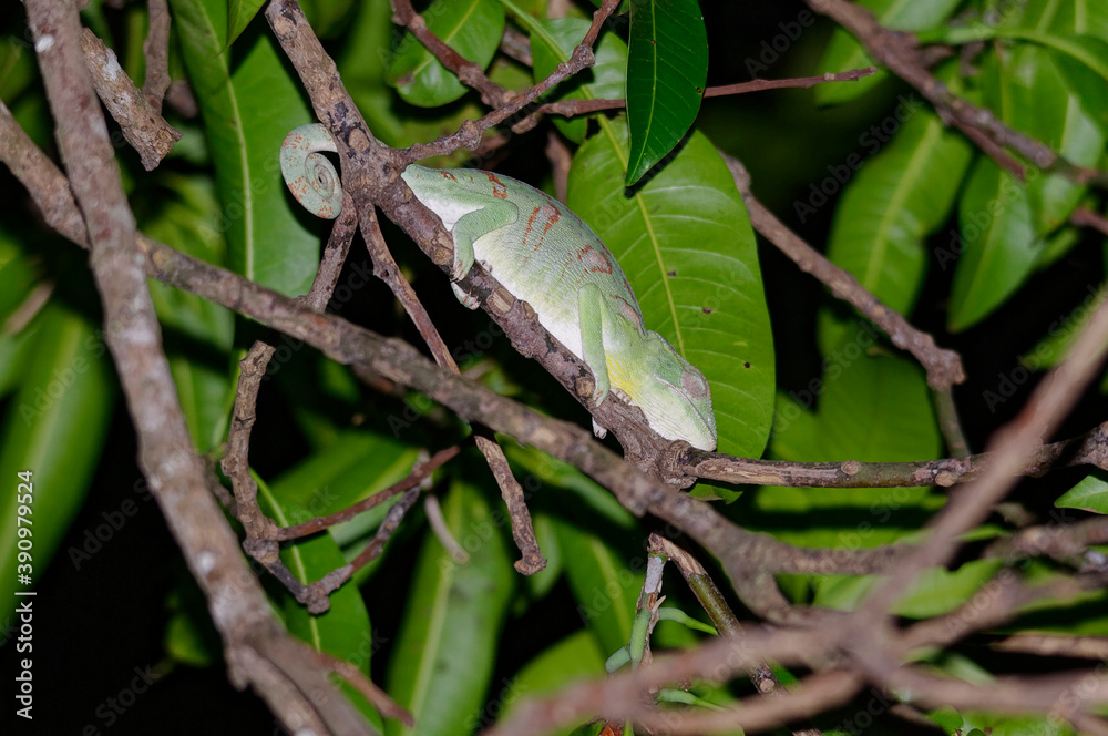 Malagasy giant chameleon (Furcifer oustaleti) - Madagascar Malagasy giant chameleon (Furcifer oustaleti) - Madagascar