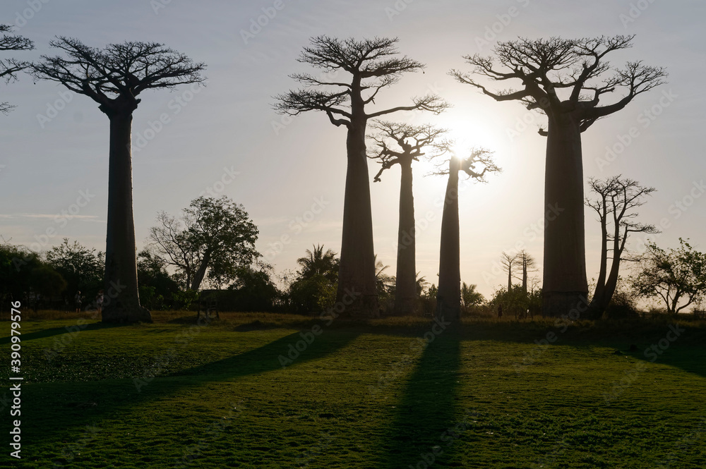 Obraz premium Baobab trees - Morondava, Madagascar