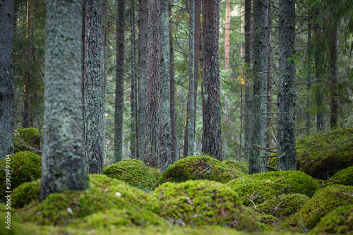 Magic coniferous forest with moss. The foreground is in focus. The background is blurred.