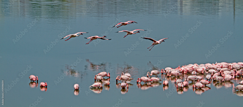 Flamingos in the water in Porbandar in Gujarat in India