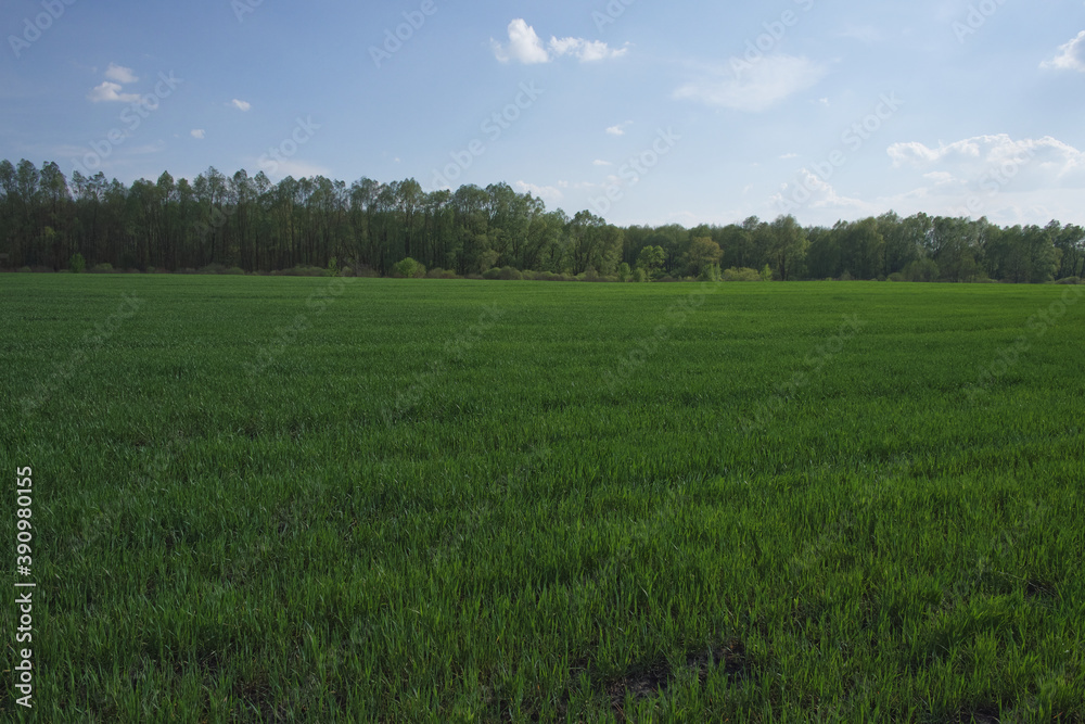 Beautiful cloudy sky over a green farm field. Fresh wheat sprouts in a spring field. Agricultural landscape.