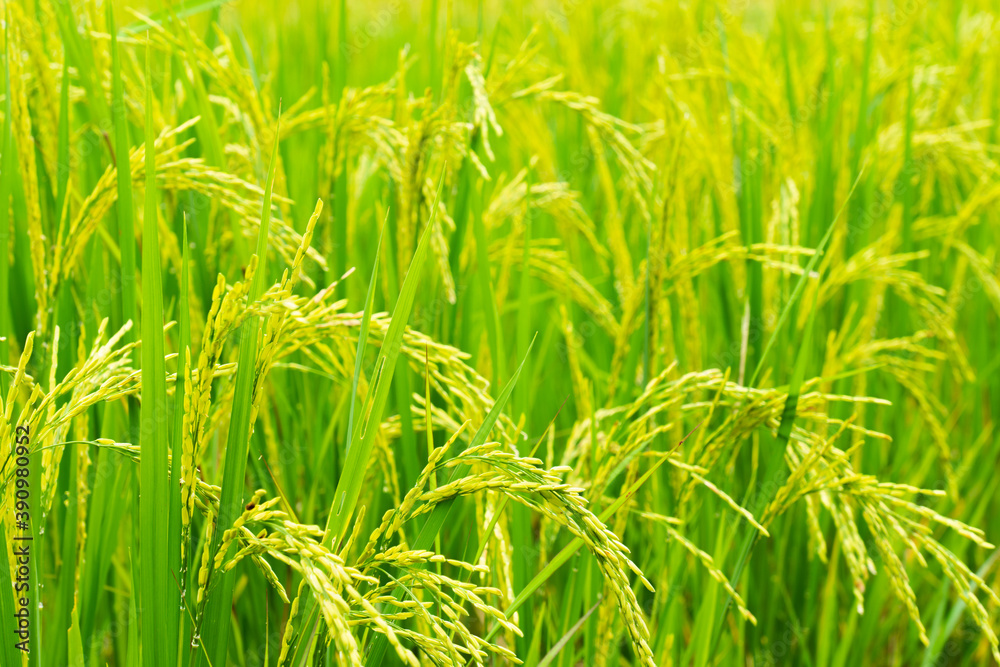 close up picture of golden and green rice paddy field