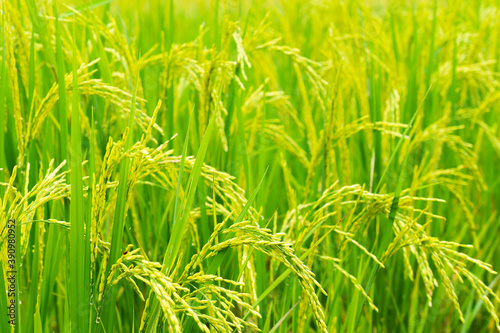 close up picture of golden and green rice paddy field