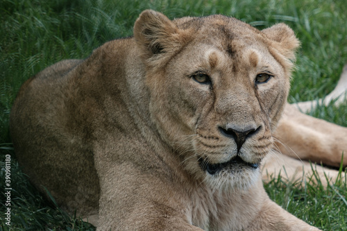 Lioness resting after meal in ZOO Ljubljana