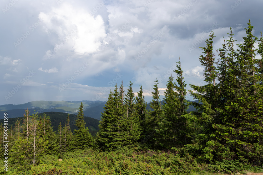 Beautiful coniferous forest, mountains and beautiful clouds in the background.