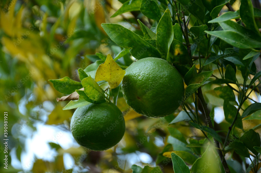 the pair of green ripe orange with leaves and branch in the garden.