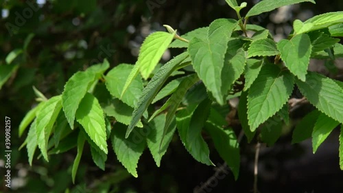 Wallpaper Mural Beautiful forest with large green leaves. Colorful landscape with enchanted trees. Torontodigital.ca