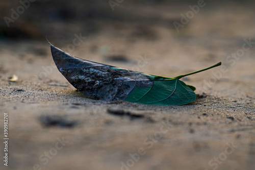 rotten leaf on the ground