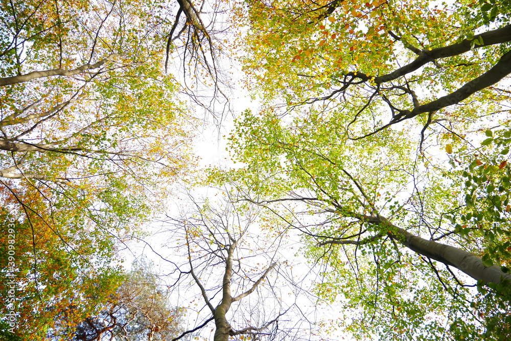 Obraz premium leaves against blue sky and colorful tree tops in autumn