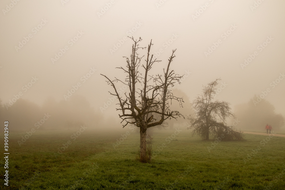 Obraz premium tree in fog