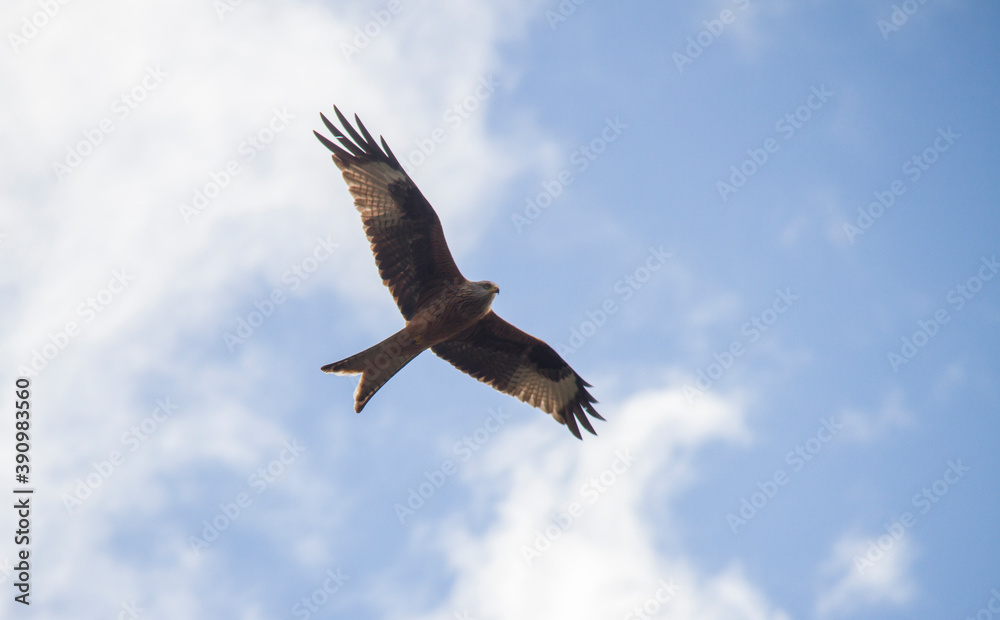 Red kite flying free. Red kite flying free.