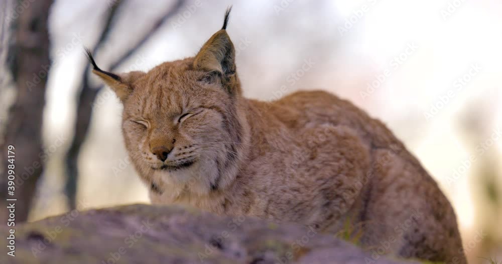 Close-up of a Eurasian lynx lying on a rock in forest looking for prey Close-up of a Eurasian lynx lying on a rock in forest looking for prey