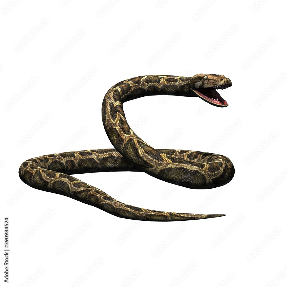 Fototapeta premium Wild animals - python - isolated on white background - 3D illustration