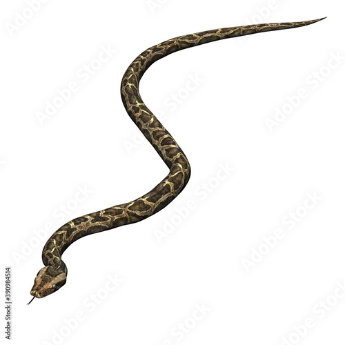 Wild animals - python - isolated on white background - 3D illustration