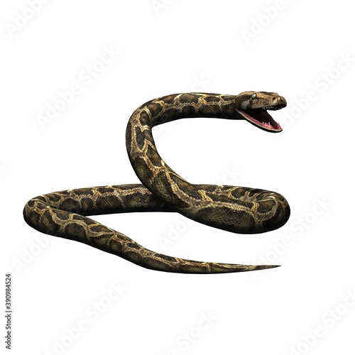 Wild animals - python - isolated on white background - 3D illustration