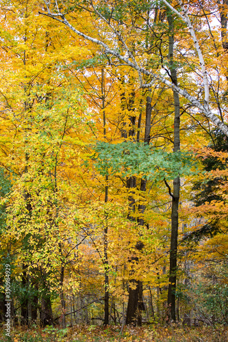 Vertical shot of colorful trees in autumn at Wilket Creek Park, Toronto, Ontario photo