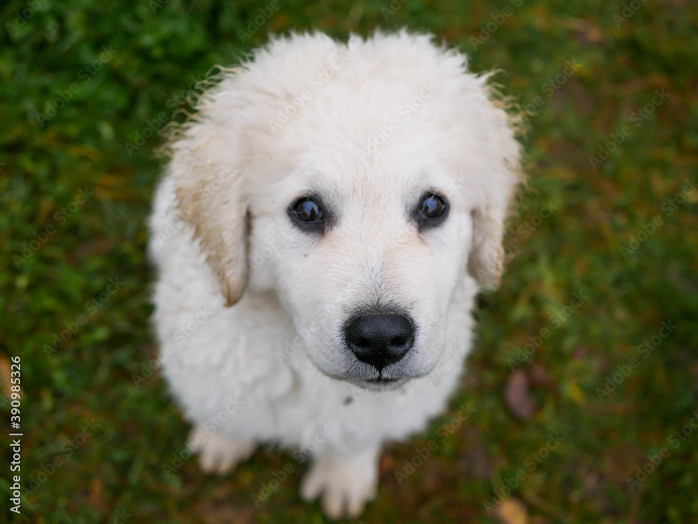 Young purebred hungarian Kuvasz puppy  portrait shot, focus on the dogs nose.
