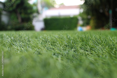 grass on the lawn