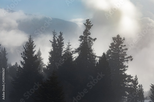 Mist covered trees in the mountains © Sved Oliver