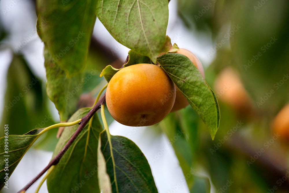 Persimmon tree with many persimmons in autumn. Persimmons that are ripened on the branches