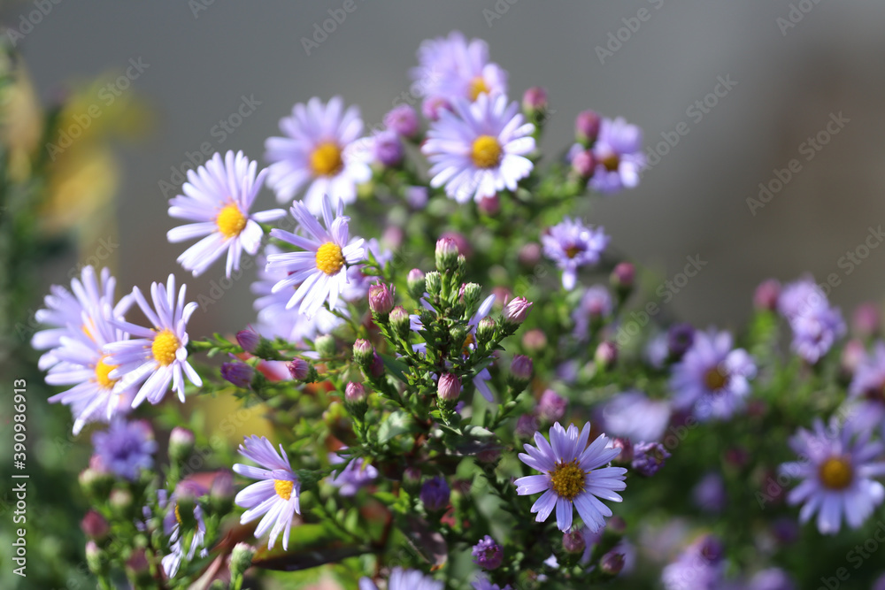 Light Blue Asters Light Blue Asters