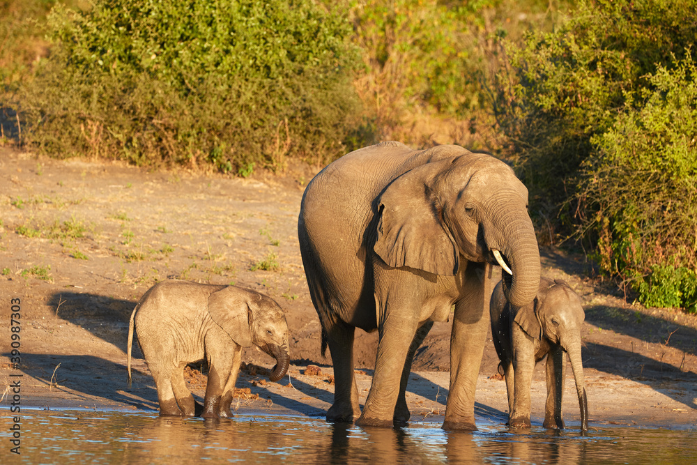 Fototapeta premium A herd of African elephants at the Chobe River