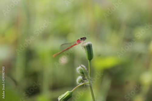 Red Dragonfly  Outdoor  Macro  Natural  Beautiful  Wallpaper .