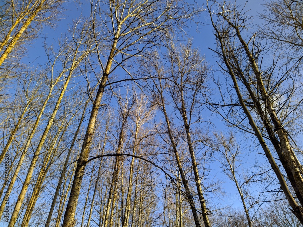 dry tree branches on a background of blue sky in autumn in a daytime bottom up view dry tree branches on a background of blue sky in autumn in a daytime bottom up view