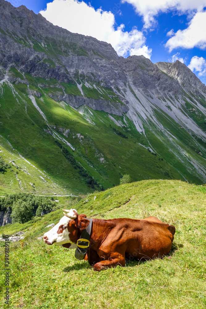 Cows in alpine pasture, Pralognan la Vanoise, French Alps