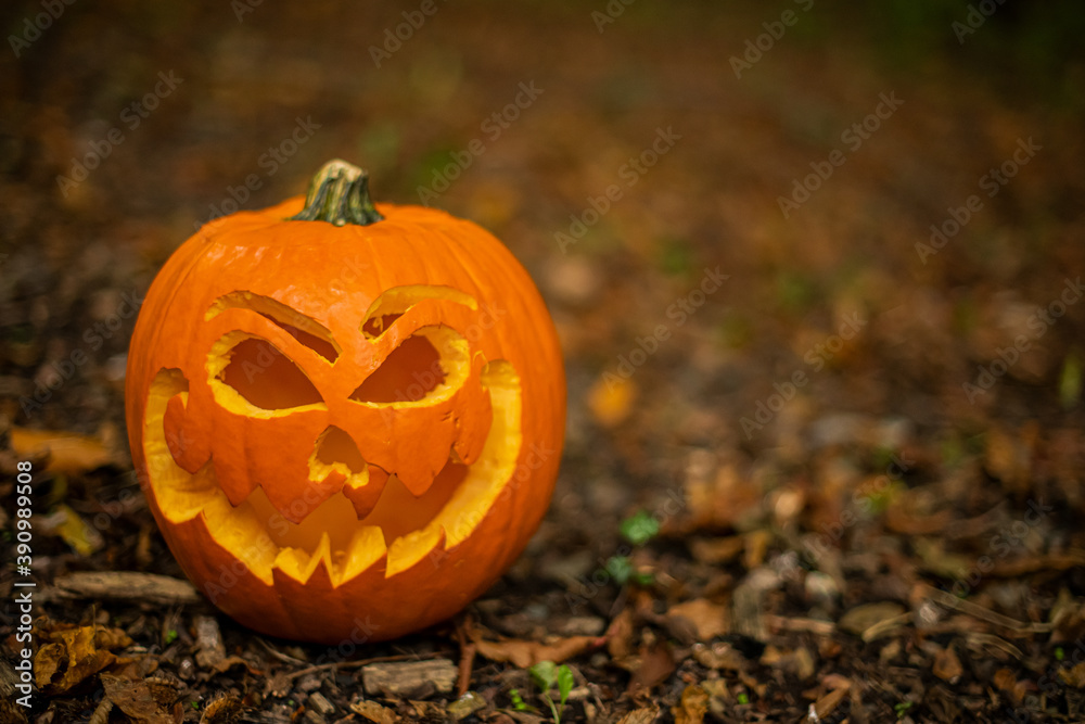 Halloween Kürbis im Wald Halloween Kürbis im Wald