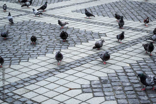 Pigeons standing together on the floor. Sibiu, Romania. photo