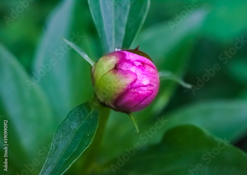 Flower Bud peony close-up on green background