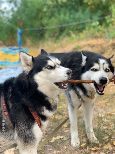 siberian husky dog