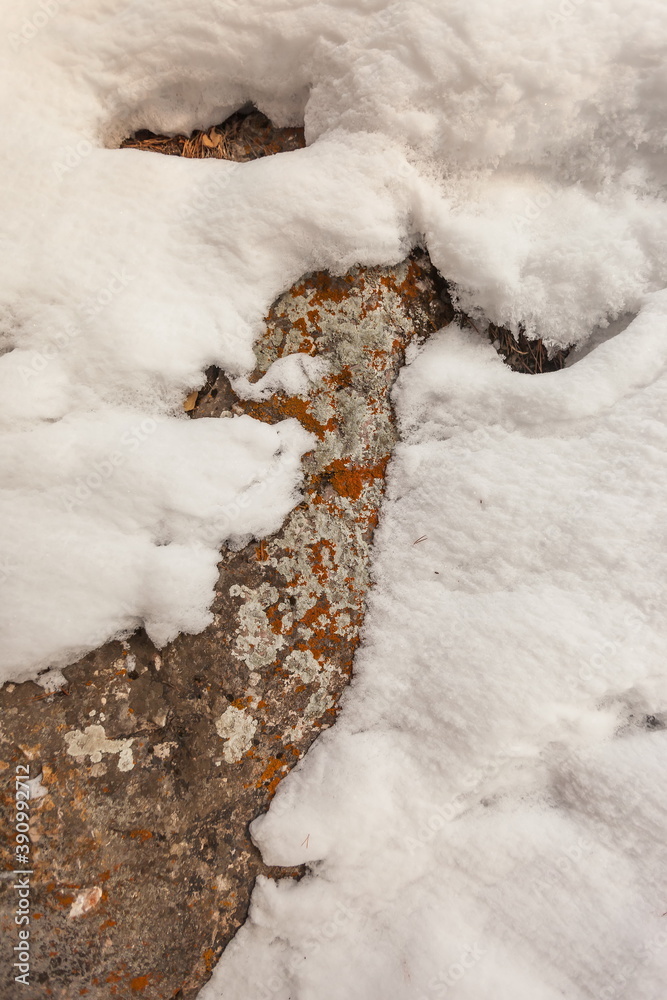 Lichen on stone and snow in winter