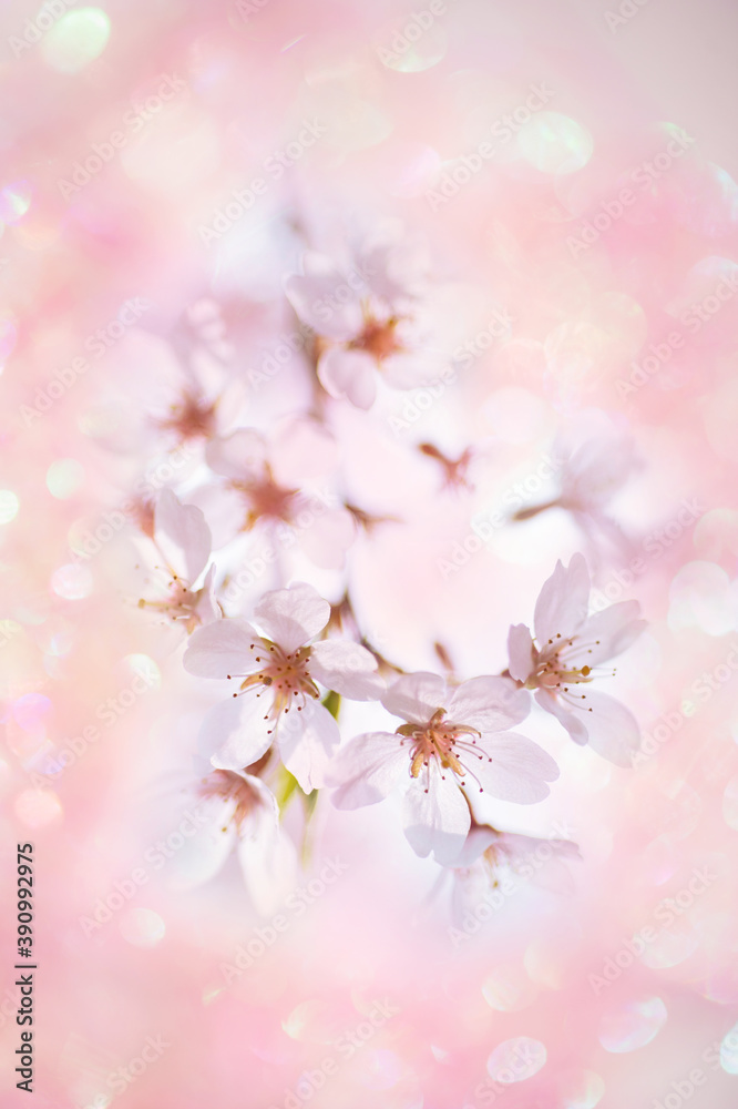 Fototapeta premium 春うららの光