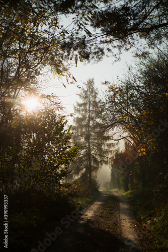 path lit by the autumn sun, tree silhouettes and typical autumn foggy weather