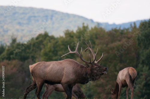 Bull elk in the open