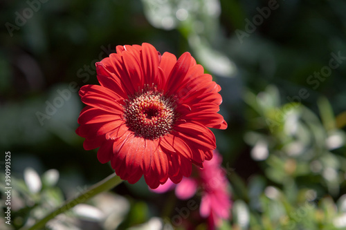 a gerbera daisy flower - Barberton daisy, Transvaal daisy, Gerbera jamesonii.