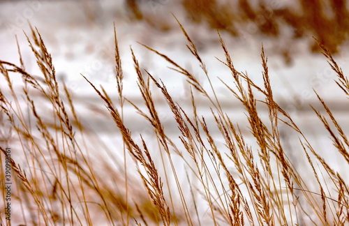 Dried grass on snow background in winter  background  banner  Wallpaper  texture 