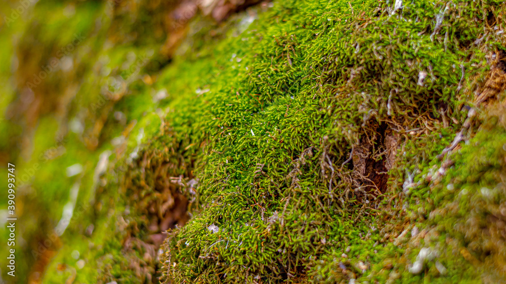 Green moss on the surface of the tree. Soft focus. Close up Green moss on the surface of the tree. Soft focus. Close up