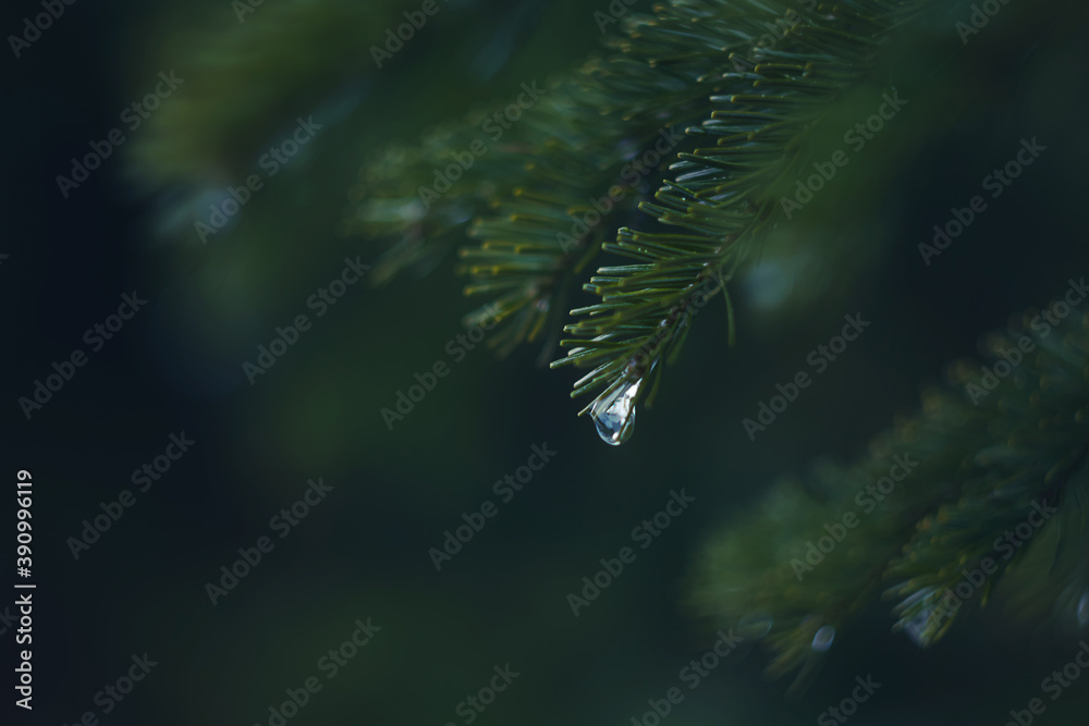 Raindrops on coniferous branches close-up. Soft focus, low key. Atmospheric natural photography. Raindrops on coniferous branches close-up. Soft focus, low key. Atmospheric natural photography.