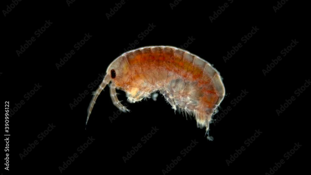 Amphipoda under the microscope, Gammaroidea Superfamily, Malacostraca Class. The sample was found at Lake Baikal. Species not defined