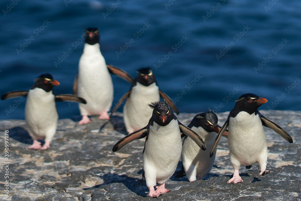 Fototapeta premium Rockhopper Penguins (Eudyptes chrysocome) return to their colony on the cliffs of Bleaker Island in the Falkland Islands