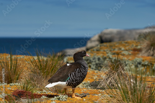 Female Kelp Goose (Chloephaga hybrida malvinarum) on a lichen covered cliff on Bleaker Island in the Falkland Islands. photo