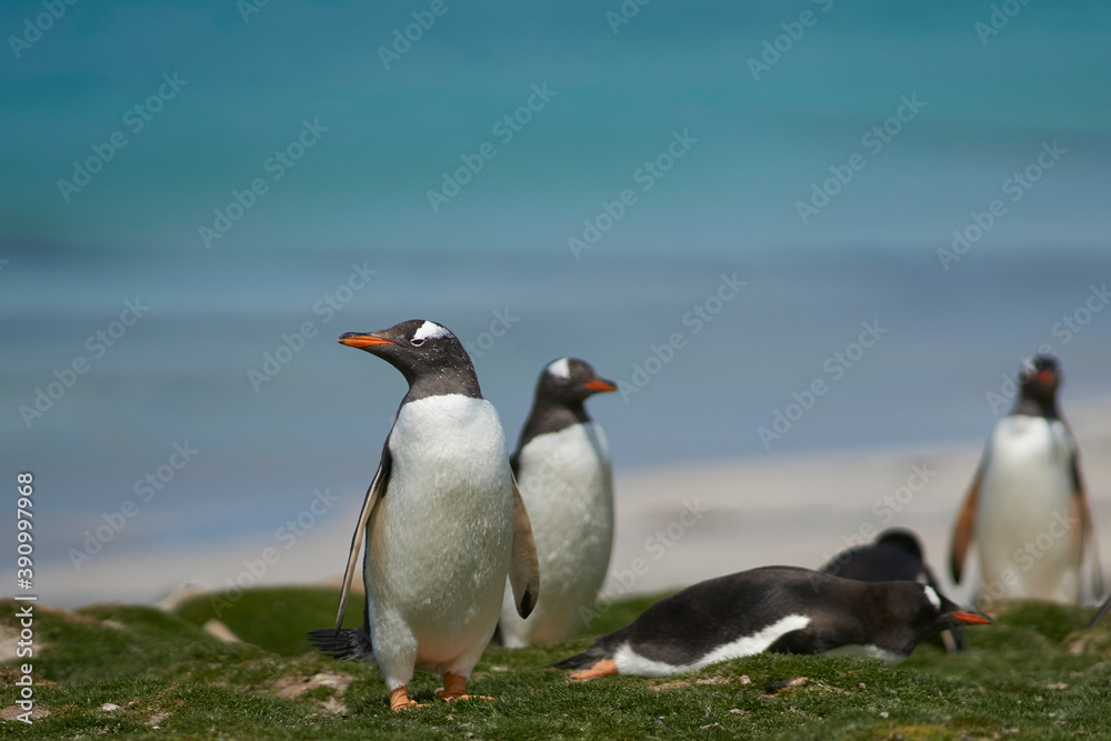 Gentoo Penguins (Pygoscelis papua) on a grassy pasture on Bleaker Island in the Falkland Islands.