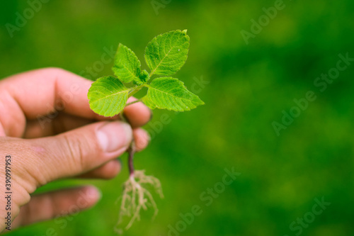 Green plant in a girl hands on natural green background.