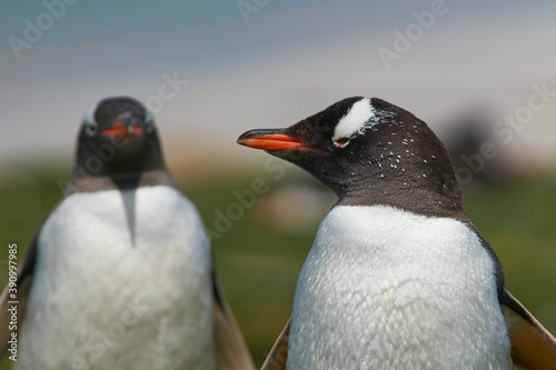 Gentoo Penguins (Pygoscelis papua) on a grassy pasture on Bleaker Island in the Falkland Islands. © JeremyRichards